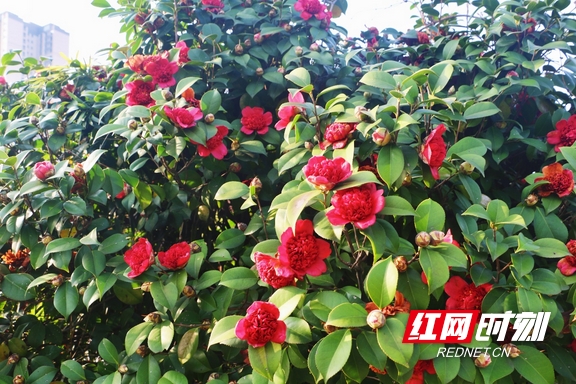 yL23411永利集团官网登录