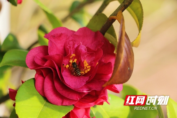 yL23411永利集团官网登录