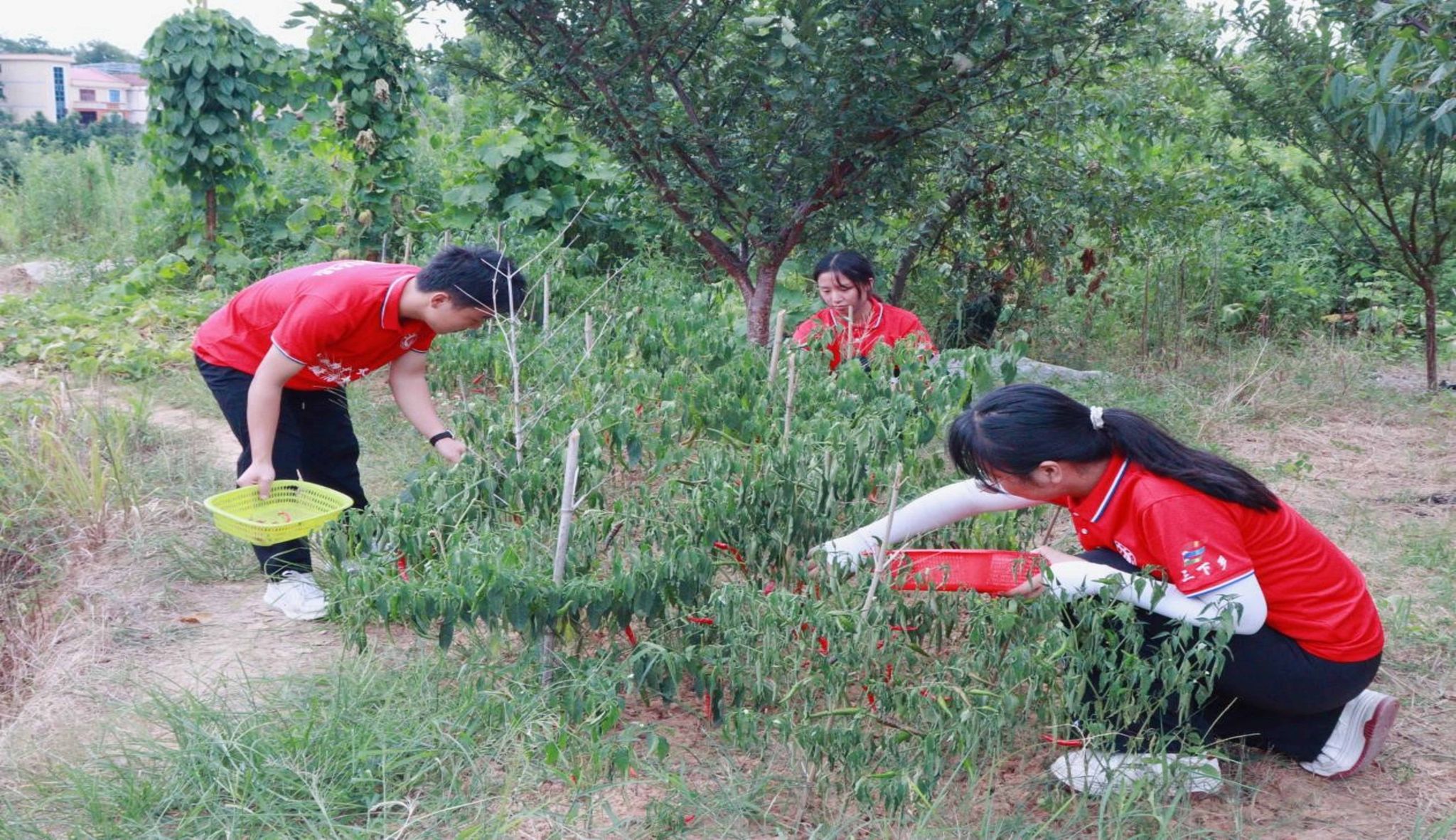 yL23411永利集团官网登录