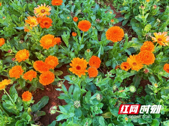 yL23411永利集团官网登录